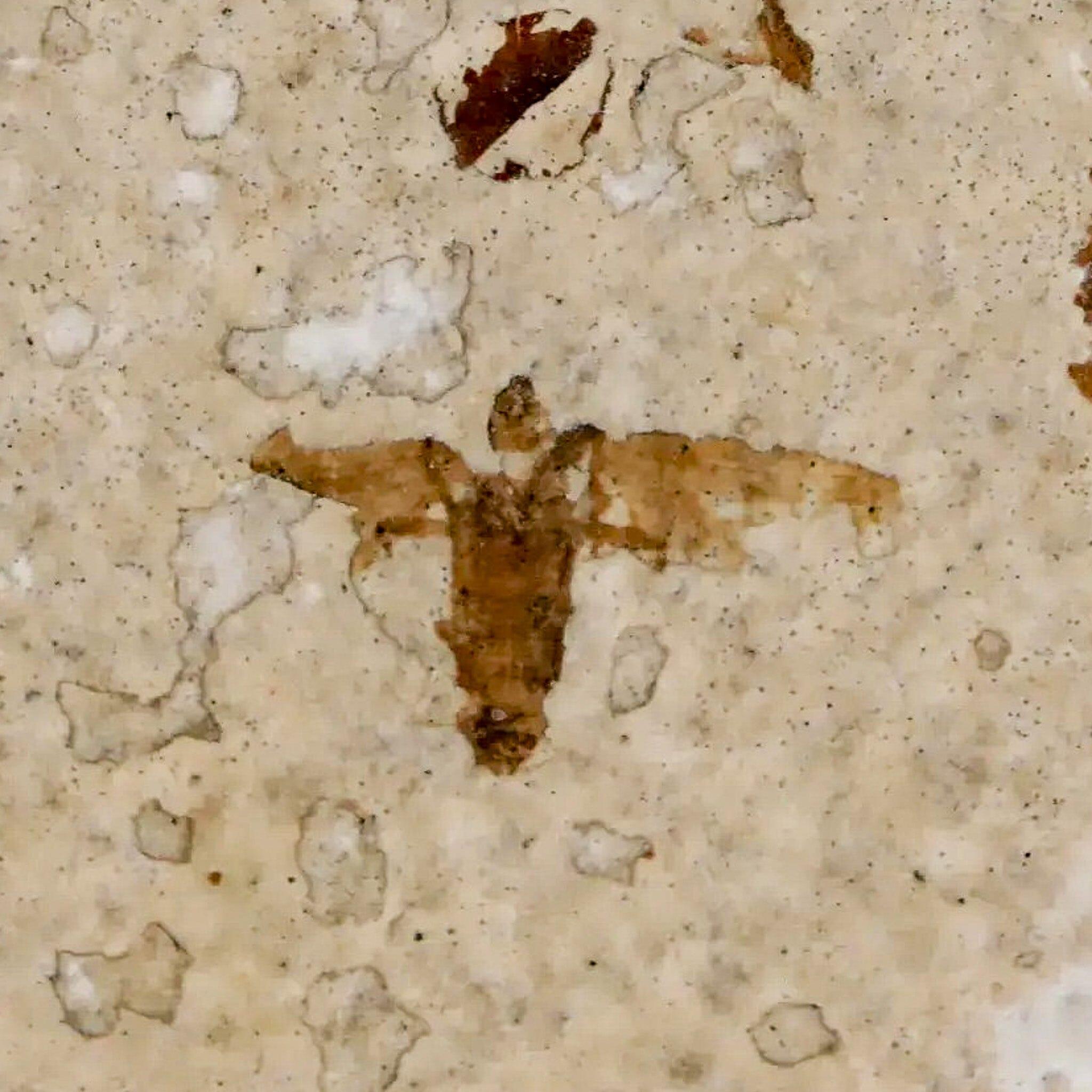 0.5" Detailed Fossil March Fly Insect Green River FM Uintah County UT Eocene Age - Fossil Age Minerals