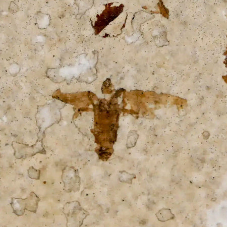 0.5" Detailed Fossil March Fly Insect Green River FM Uintah County UT Eocene Age