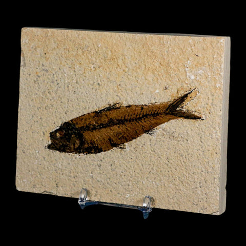 3.9" Knightia Eocaena Fossil Fish Green River FM Wyoming Eocene Age COA & Stand - Fossil Age Minerals