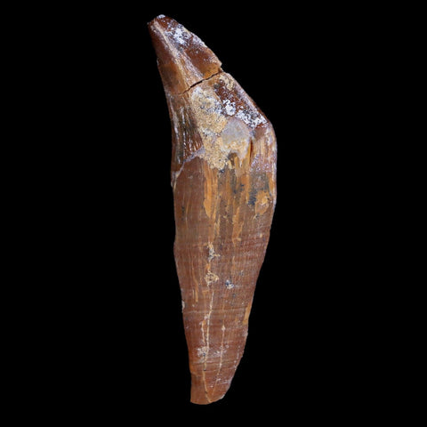 2.6" Basilosaurus Tooth 40-34 Million Year Old Late Eocene COA - Fossil Age Minerals