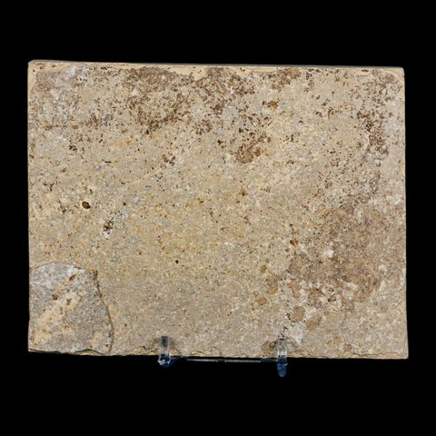 3.9" Knightia Eocaena Fossil Fish Green River FM Wyoming Eocene Age COA & Stand - Fossil Age Minerals