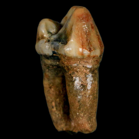 1.1" Extinct Cave Bear Ursus Spelaeus Pre-Molar Tooth Rooted Pleistocene Age COA - Fossil Age Minerals