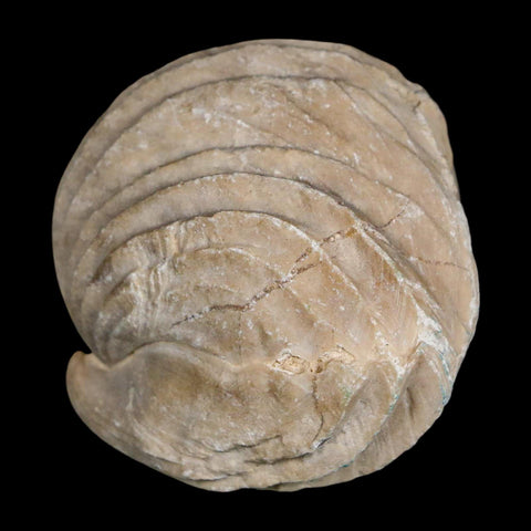 1.8" Burmirhynchia Decorata Brachiopod Fossil Jurassic Age Ardenes France