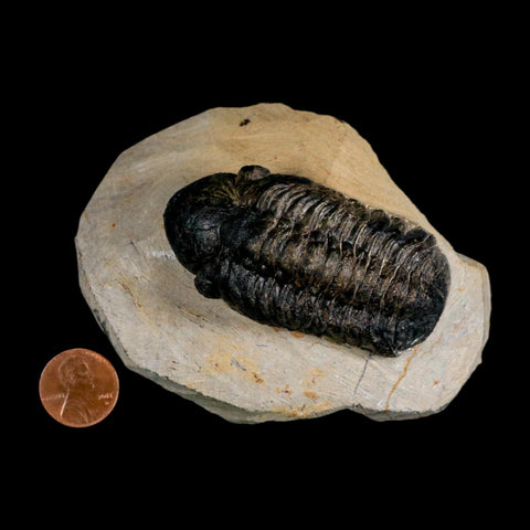 2.7" Reedops Cephalotes Trilobite Fossil Morocco Devonian Age 400 Mil Yrs Old COA - Fossil Age Minerals