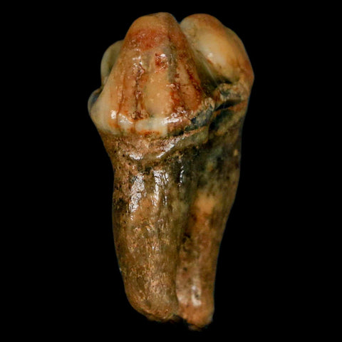 1.1" Extinct Cave Bear Ursus Spelaeus Pre-Molar Tooth Rooted Pleistocene Age COA - Fossil Age Minerals