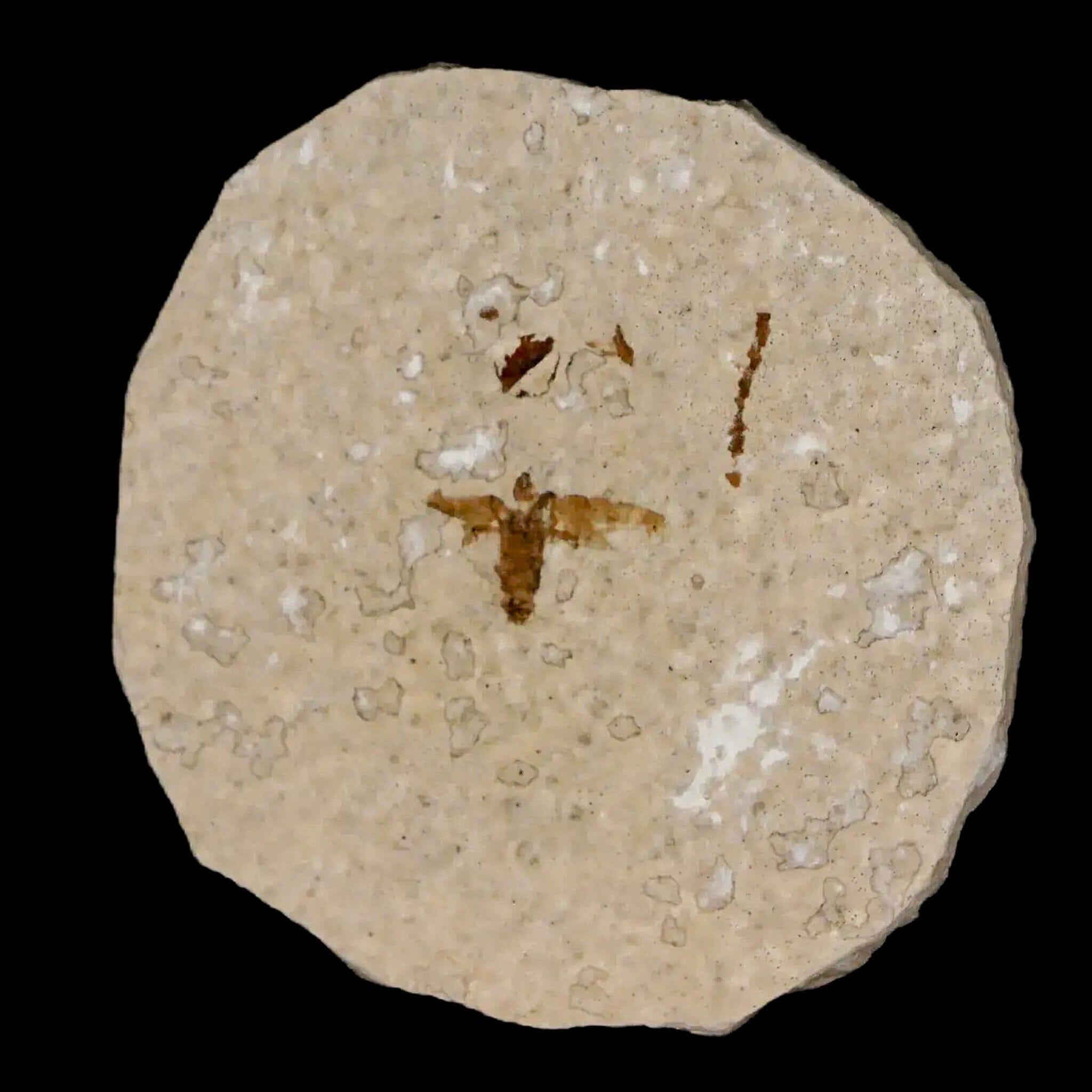 0.5" Detailed Fossil March Fly Insect Green River FM Uintah County UT Eocene Age - Fossil Age Minerals