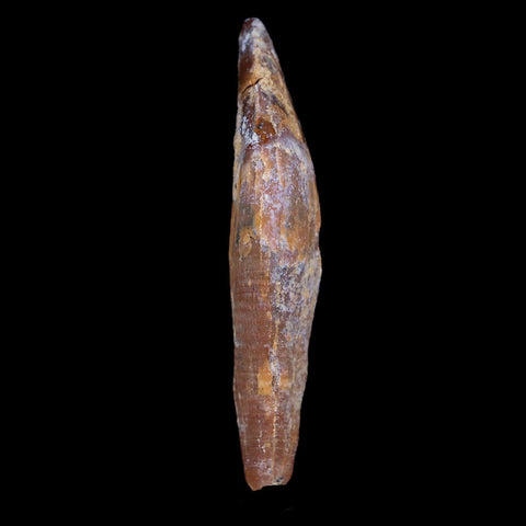 2.6" Basilosaurus Tooth 40-34 Million Year Old Late Eocene COA - Fossil Age Minerals