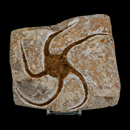 4.6" Brittlestar Ophiura Sp Starfish Fossil Ordovician Age Morocco COA & Stand