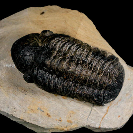 2.7" Reedops Cephalotes Trilobite Fossil Morocco Devonian Age 400 Mil Yrs Old COA