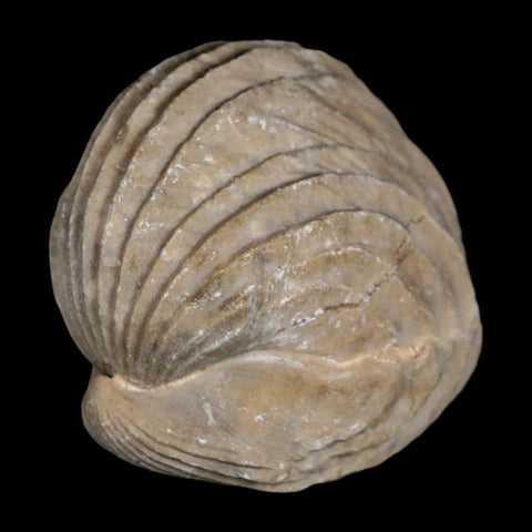 1.8" Burmirhynchia Decorata Brachiopod Fossil Jurassic Age Ardenes France