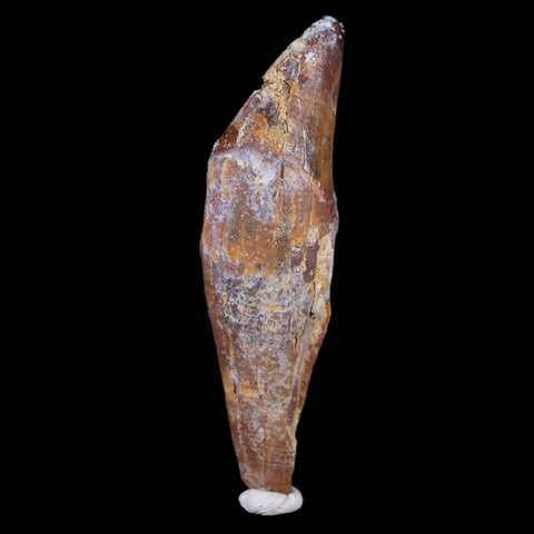 2.6" Basilosaurus Tooth 40-34 Million Year Old Late Eocene COA - Fossil Age Minerals