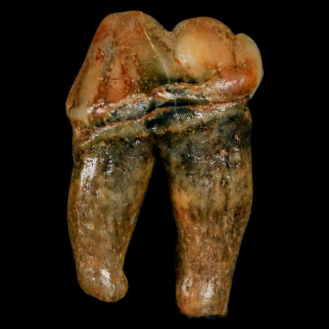 1.1" Extinct Cave Bear Ursus Spelaeus Pre-Molar Tooth Rooted Pleistocene Age COA - Fossil Age Minerals