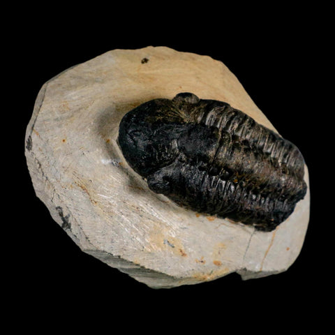 2.7" Reedops Cephalotes Trilobite Fossil Morocco Devonian Age 400 Mil Yrs Old COA - Fossil Age Minerals