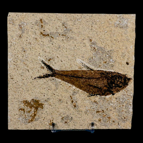 3.8" Diplomystus Dentatus Fossil Fish Green River FM WY Eocene Age COA, Stand - Fossil Age Minerals