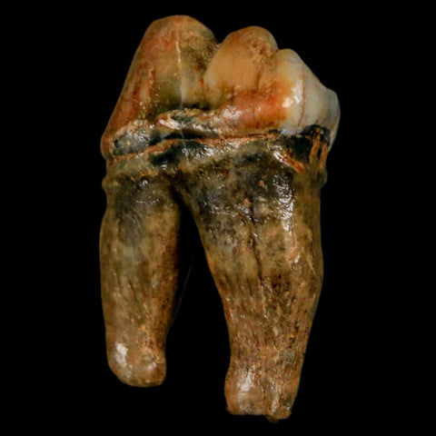 1.1" Extinct Cave Bear Ursus Spelaeus Pre-Molar Tooth Rooted Pleistocene Age COA - Fossil Age Minerals