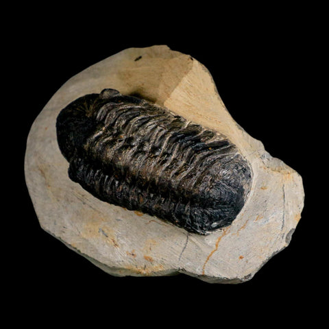 2.7" Reedops Cephalotes Trilobite Fossil Morocco Devonian Age 400 Mil Yrs Old COA - Fossil Age Minerals