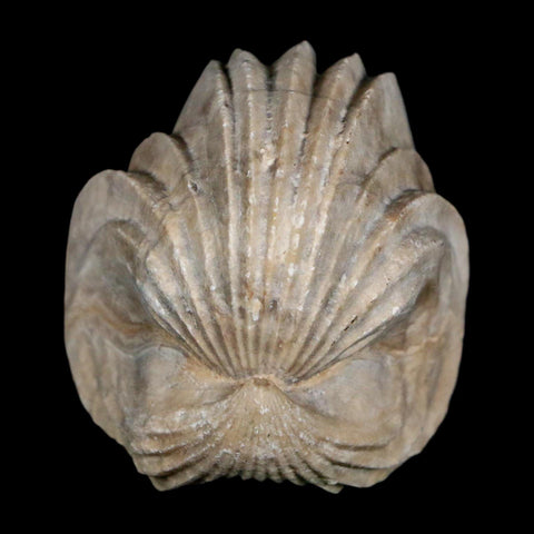 1.6" Burmirhynchia Decorata Brachiopod Fossil Jurassic Age Ardenes France