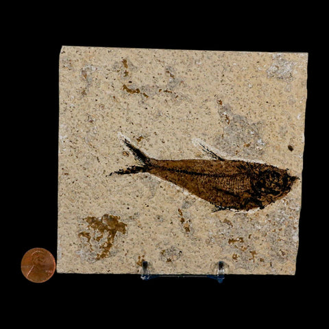 3.8" Diplomystus Dentatus Fossil Fish Green River FM WY Eocene Age COA, Stand - Fossil Age Minerals