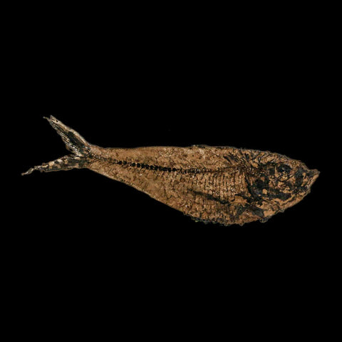 3.8" Diplomystus Dentatus Fossil Fish Green River FM WY Eocene Age COA, Stand - Fossil Age Minerals