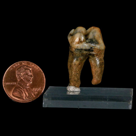 1.1" Extinct Cave Bear Ursus Spelaeus Pre-Molar Tooth Rooted Pleistocene Age COA - Fossil Age Minerals