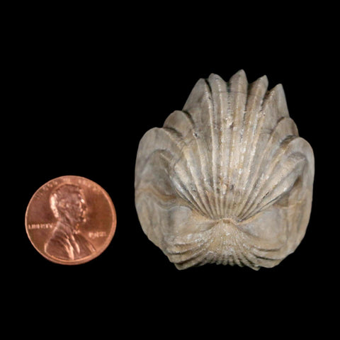 1.6" Burmirhynchia Decorata Brachiopod Fossil Jurassic Age Ardenes France