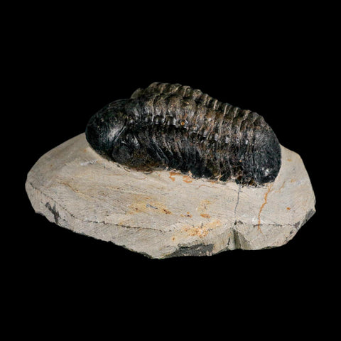 2.7" Reedops Cephalotes Trilobite Fossil Morocco Devonian Age 400 Mil Yrs Old COA - Fossil Age Minerals