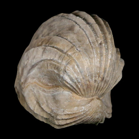 1.6" Burmirhynchia Decorata Brachiopod Fossil Jurassic Age Ardenes France