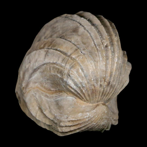 1.6" Burmirhynchia Decorata Brachiopod Fossil Jurassic Age Ardenes France