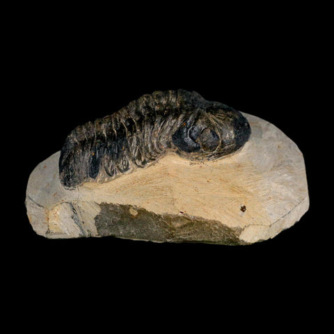 2.7" Reedops Cephalotes Trilobite Fossil Morocco Devonian Age 400 Mil Yrs Old COA - Fossil Age Minerals