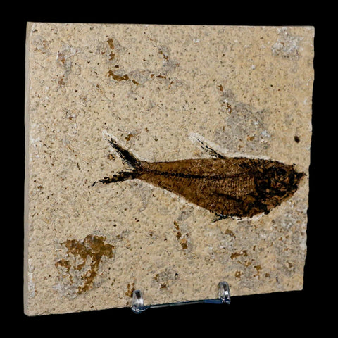 3.8" Diplomystus Dentatus Fossil Fish Green River FM WY Eocene Age COA, Stand - Fossil Age Minerals