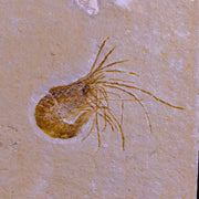 1.7" Fossil Shrimp Carpopenaeus Cretaceous Age 100 Mil Yrs Old Lebanon COA