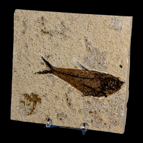 3.8" Diplomystus Dentatus Fossil Fish Green River FM WY Eocene Age COA, Stand - Fossil Age Minerals