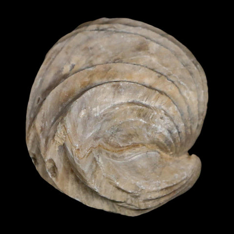 1.6" Burmirhynchia Decorata Brachiopod Fossil Jurassic Age Ardenes France