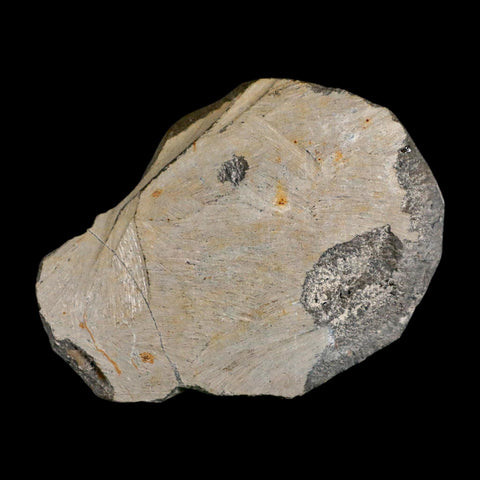 2.7" Reedops Cephalotes Trilobite Fossil Morocco Devonian Age 400 Mil Yrs Old COA - Fossil Age Minerals