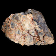 1.2" Pachycephalosaurus Fossil Skull Knobs Lance Creek Cretaceous Dinosaur WY COA