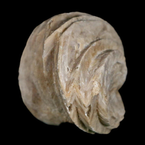1.6" Burmirhynchia Decorata Brachiopod Fossil Jurassic Age Ardenes France