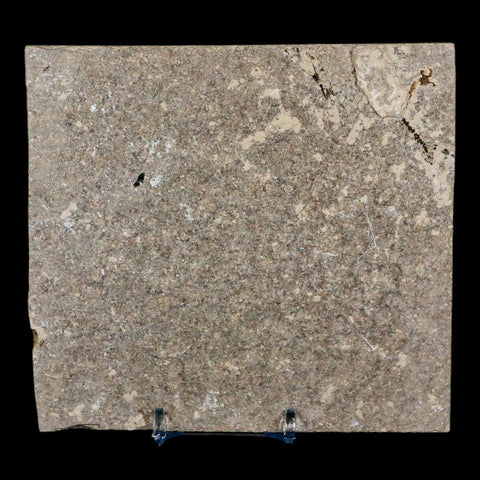 3.8" Diplomystus Dentatus Fossil Fish Green River FM WY Eocene Age COA, Stand - Fossil Age Minerals