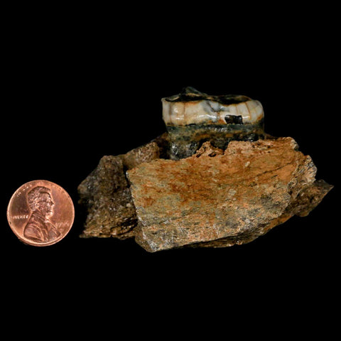 2.9" Extinct Cave Bear Ursus Spelaeus Pre-Molar Tooth Rooted Pleistocene Age COA - Fossil Age Minerals