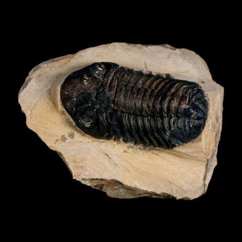 2.2" Reedops Cephalotes Trilobite Fossil Morocco Devonian Age 400 Mil Yrs Old COA - Fossil Age Minerals