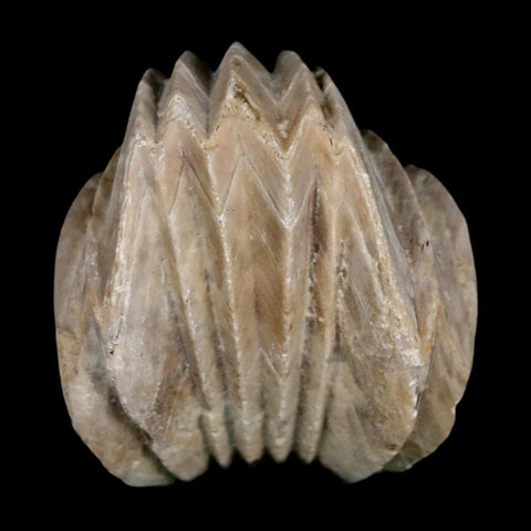 1.6" Burmirhynchia Decorata Brachiopod Fossil Jurassic Age Ardenes France