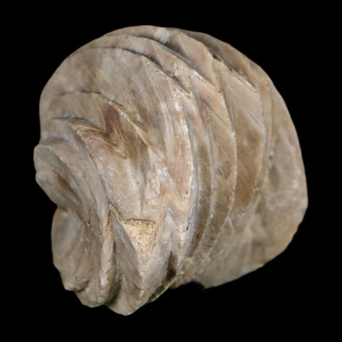 1.6" Burmirhynchia Decorata Brachiopod Fossil Jurassic Age Ardenes France