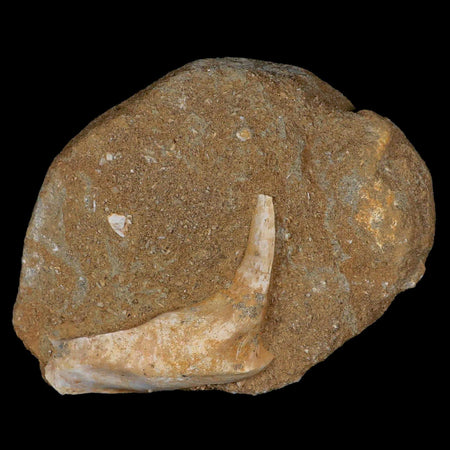 2.6" XL Saber Toothed Herring Fossil Fang Tooth Enchodus Libycus Cretaceous Age