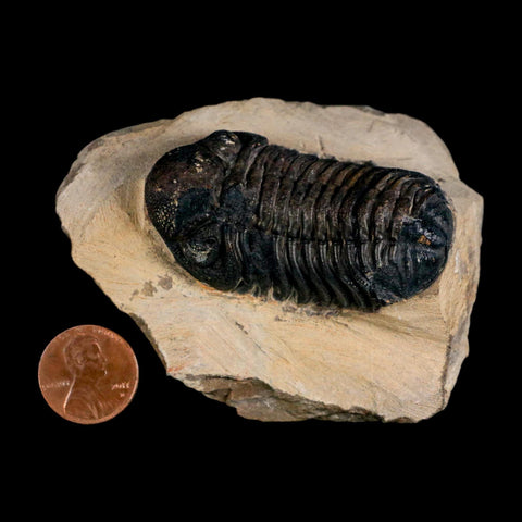 2.2" Reedops Cephalotes Trilobite Fossil Morocco Devonian Age 400 Mil Yrs Old COA - Fossil Age Minerals