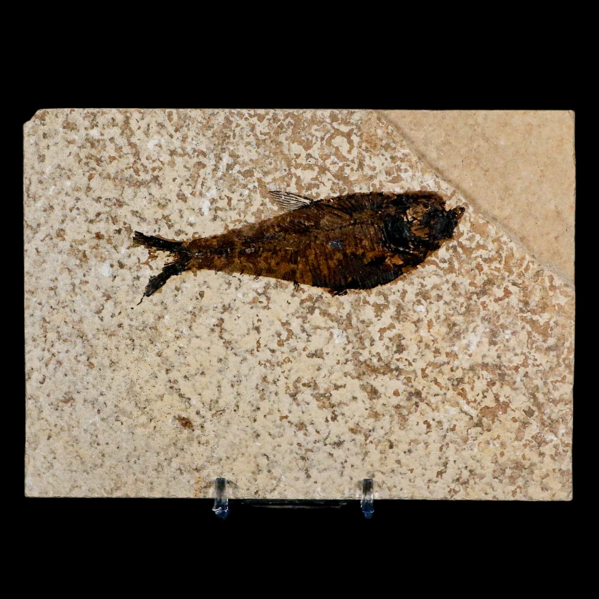 3.5" Diplomystus Dentatus Fossil Fish Green River FM WY Eocene Age COA, Stand - Fossil Age Minerals