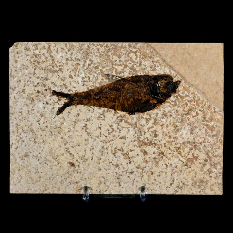3.5" Diplomystus Dentatus Fossil Fish Green River FM WY Eocene Age COA, Stand - Fossil Age Minerals