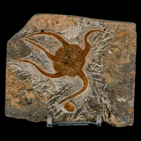 2.5" Brittlestar Ophiura Sp Starfish Fossil Ordovician Age Morocco COA & Stand