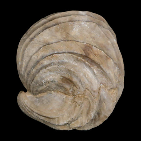 1.6" Burmirhynchia Decorata Brachiopod Fossil Jurassic Age Ardenes France