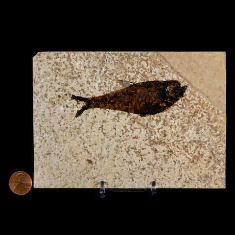 3.5" Diplomystus Dentatus Fossil Fish Green River FM WY Eocene Age COA, Stand - Fossil Age Minerals