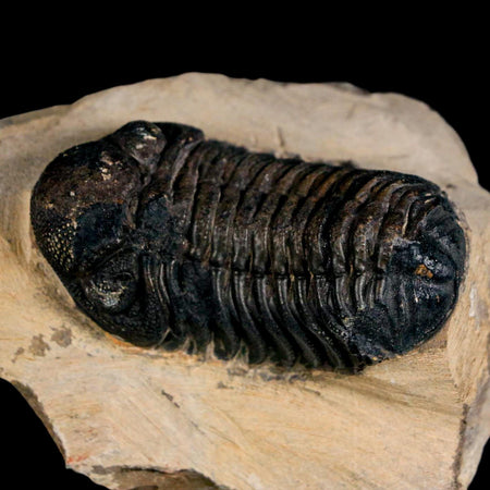 2.2" Reedops Cephalotes Trilobite Fossil Morocco Devonian Age 400 Mil Yrs Old COA