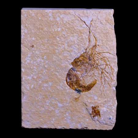 2" Fossil Shrimp Carpopenaeus Cretaceous Age 100 Mil Yrs Old Lebanon COA